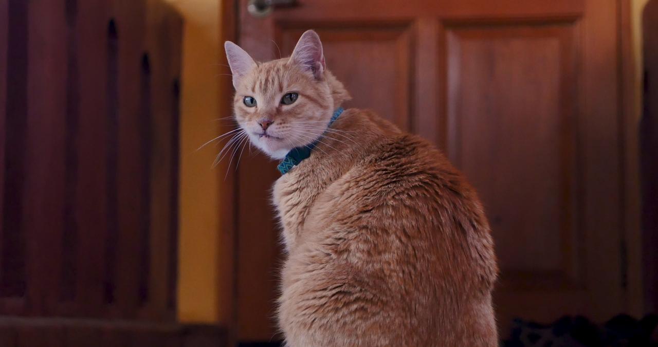 Orange cat looking at camera
