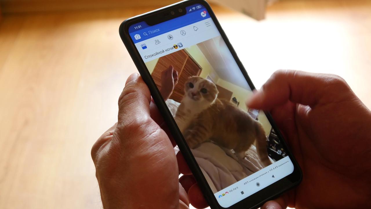 Person holding smartphone with cat video displayed
