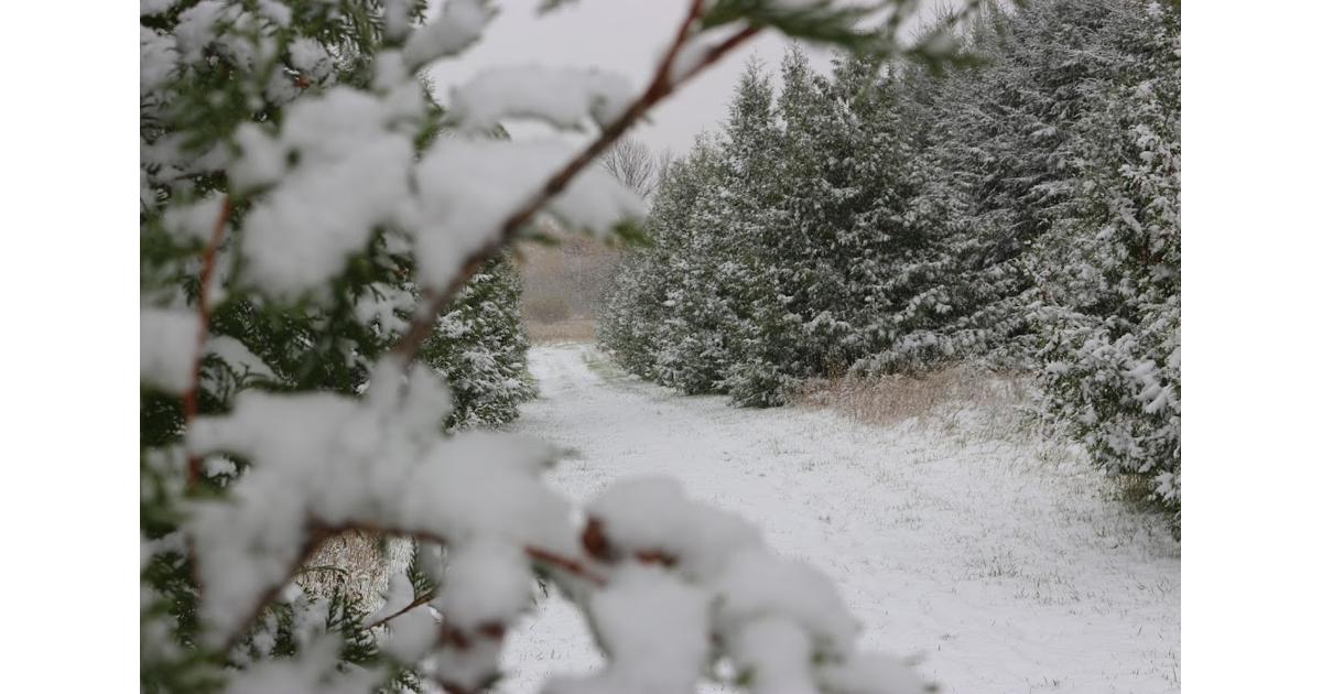 Winter Deer Management Unwrapped Your Guide to Keeping Deer on Your