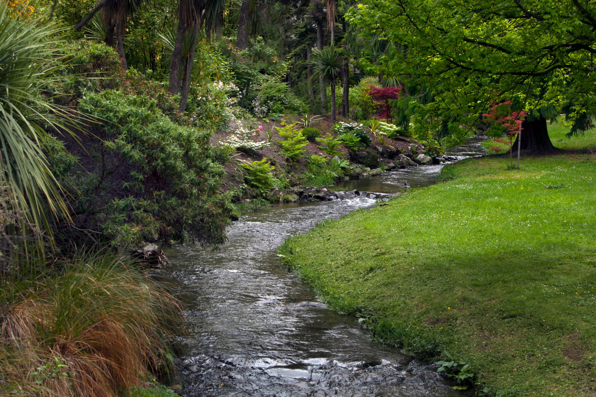 Restored riparian corridor
