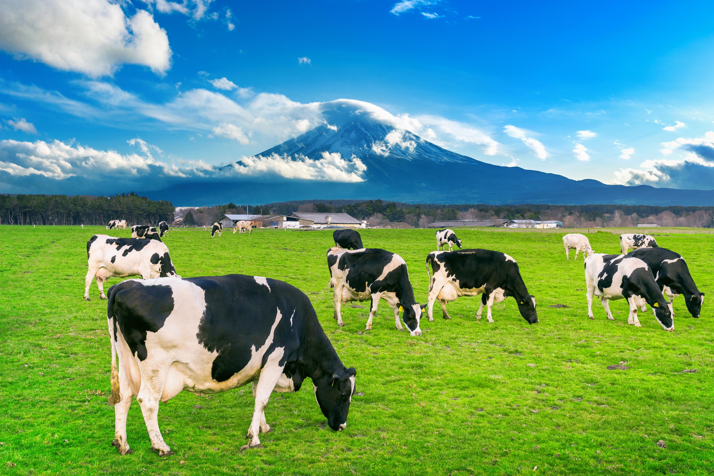 cows-eating-lush-grass-green-field-front-fuji-mountain-japan.jpg