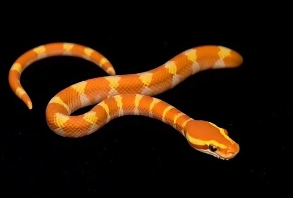 Corn Snake - Stripe