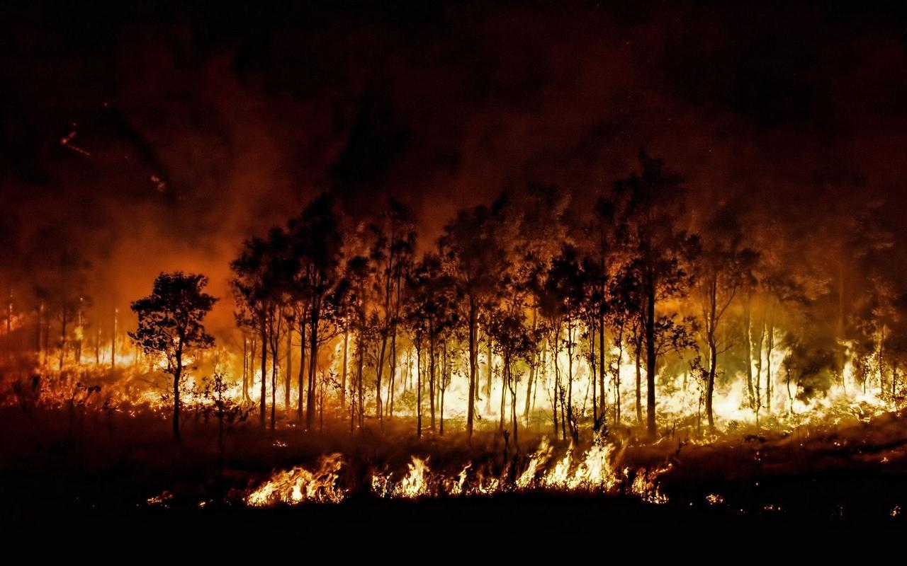 fores fire 2.jpg