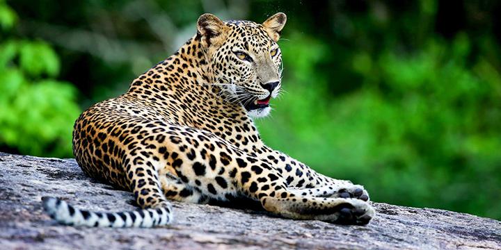 top-10-sri-lanka-wildlife-experiences-slider-1.jpg