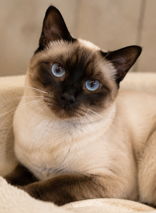 Bella the cat