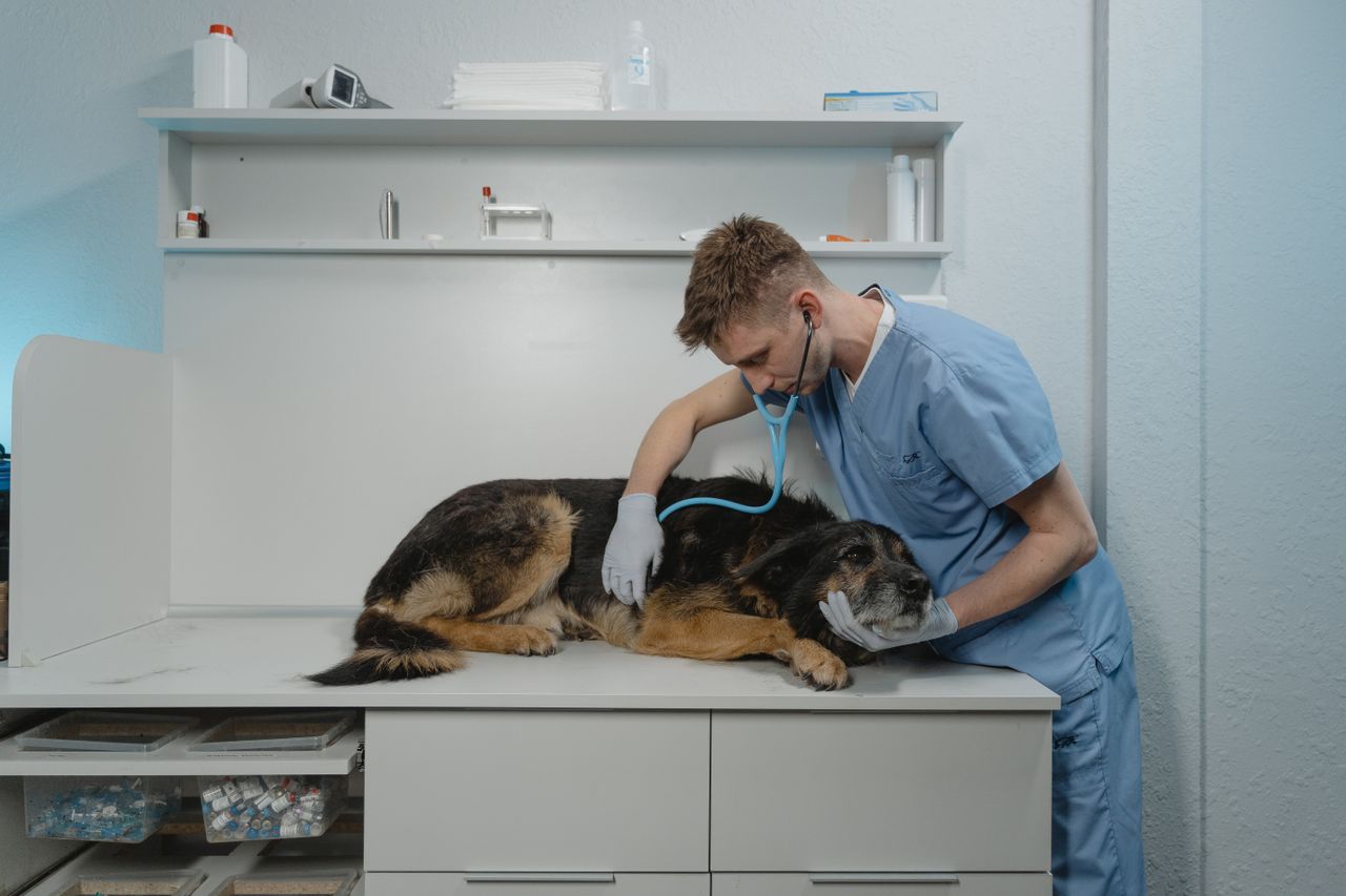 Veterinary clinic care