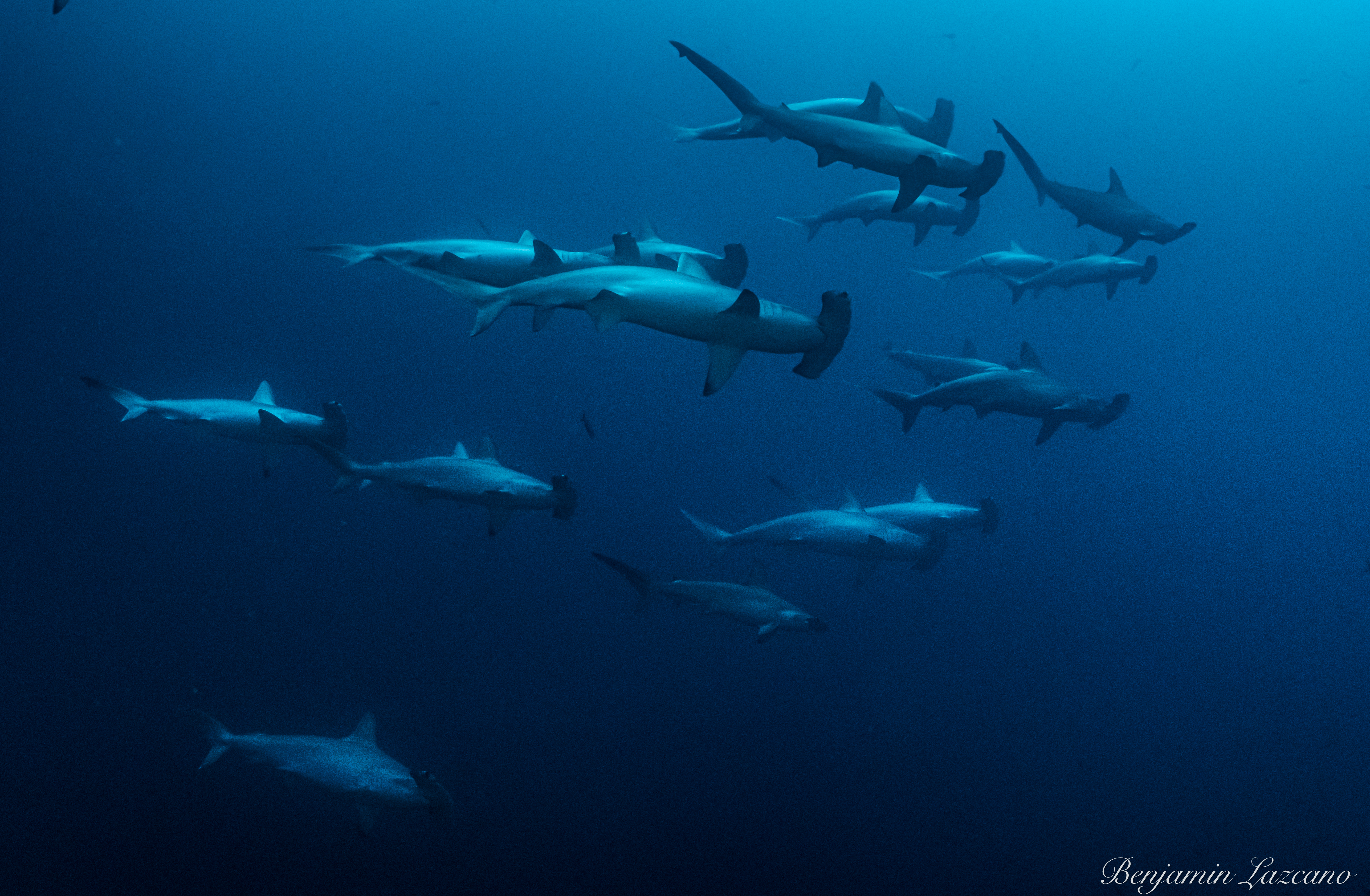 School of Hammerheads