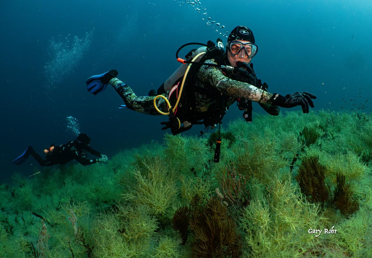 Open Water Diver