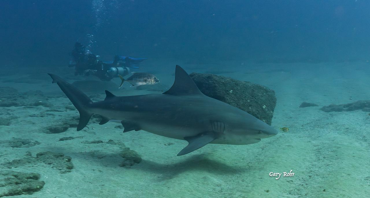 Cabo Pulmo Diving Expedition