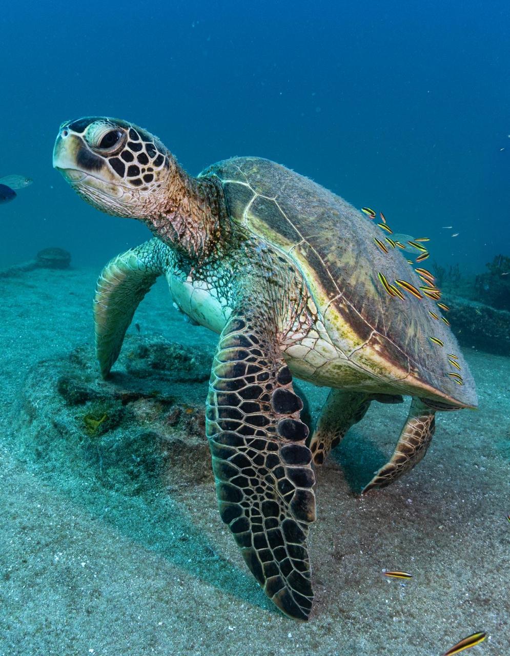 Marine conservation in Baja waters