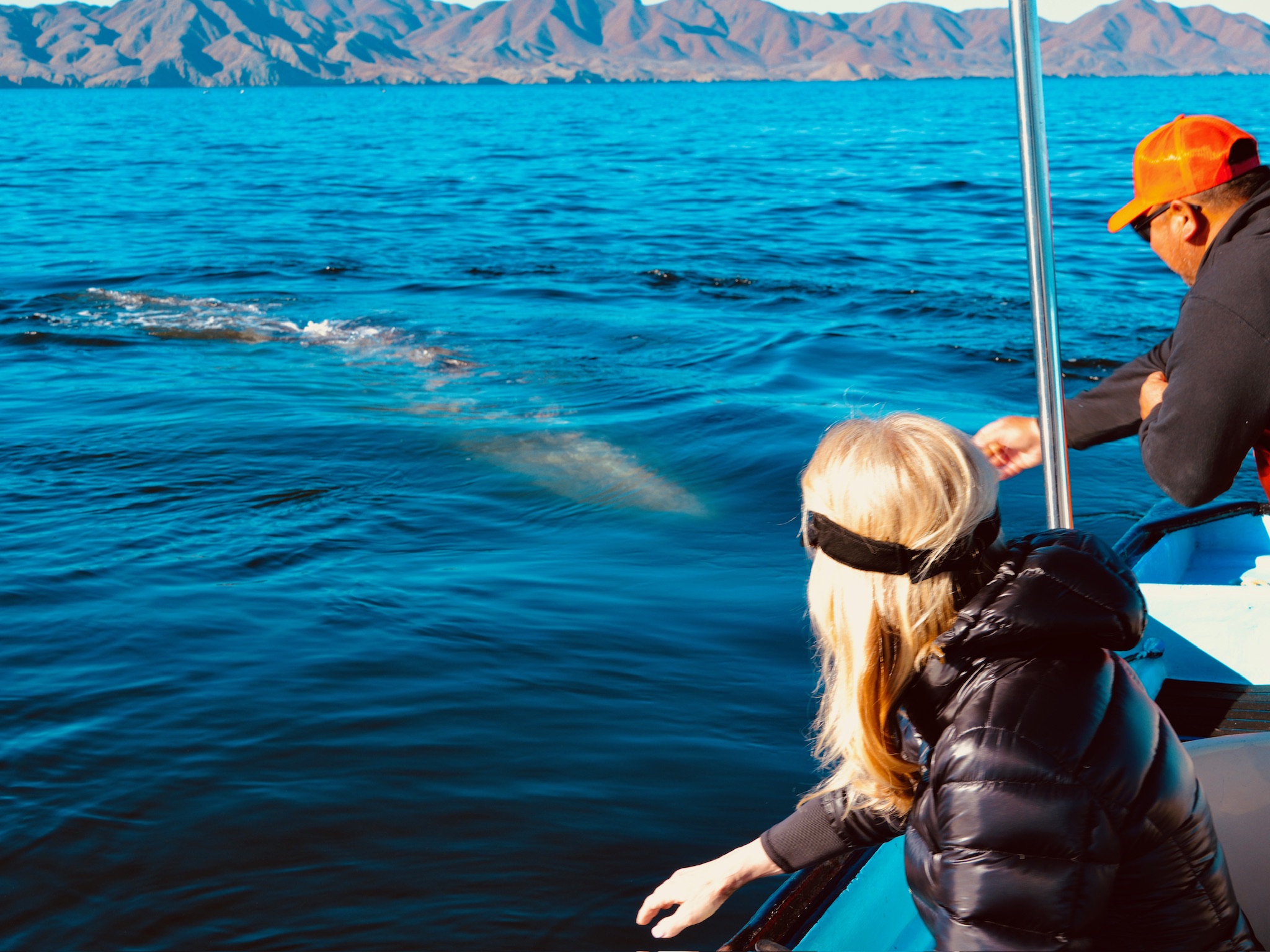 Whale & Snorkeling Combo (Seasonal)