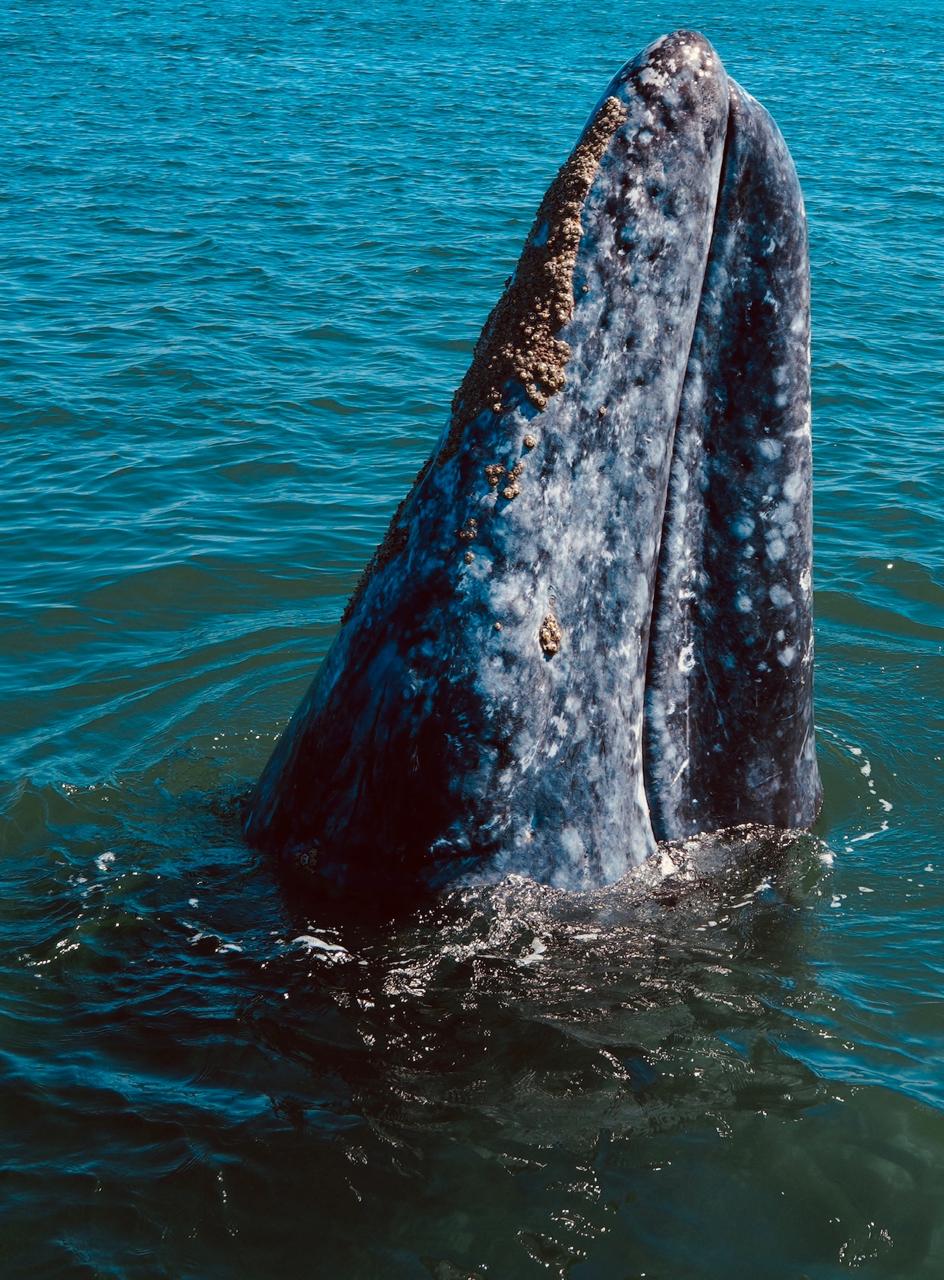 Marine Conservation