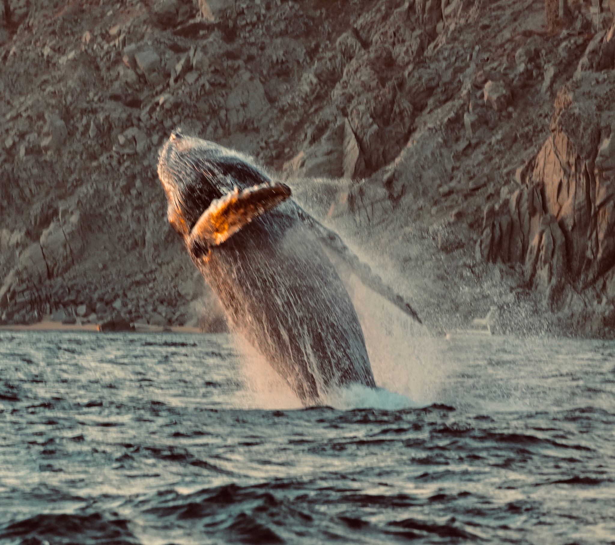 Humpback Whales Collection