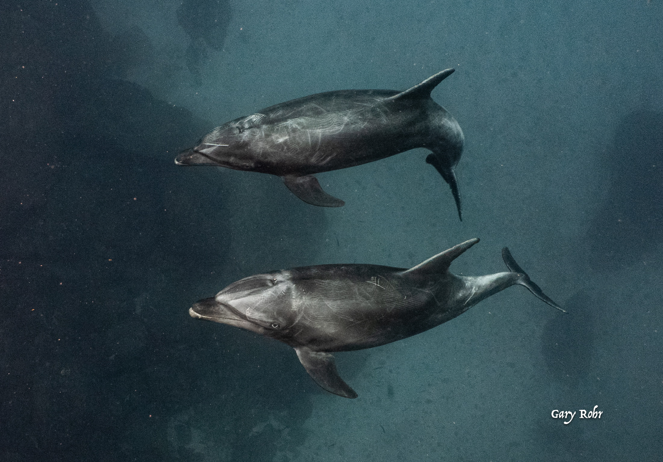 Dolphin Encounters in Revillagigedo