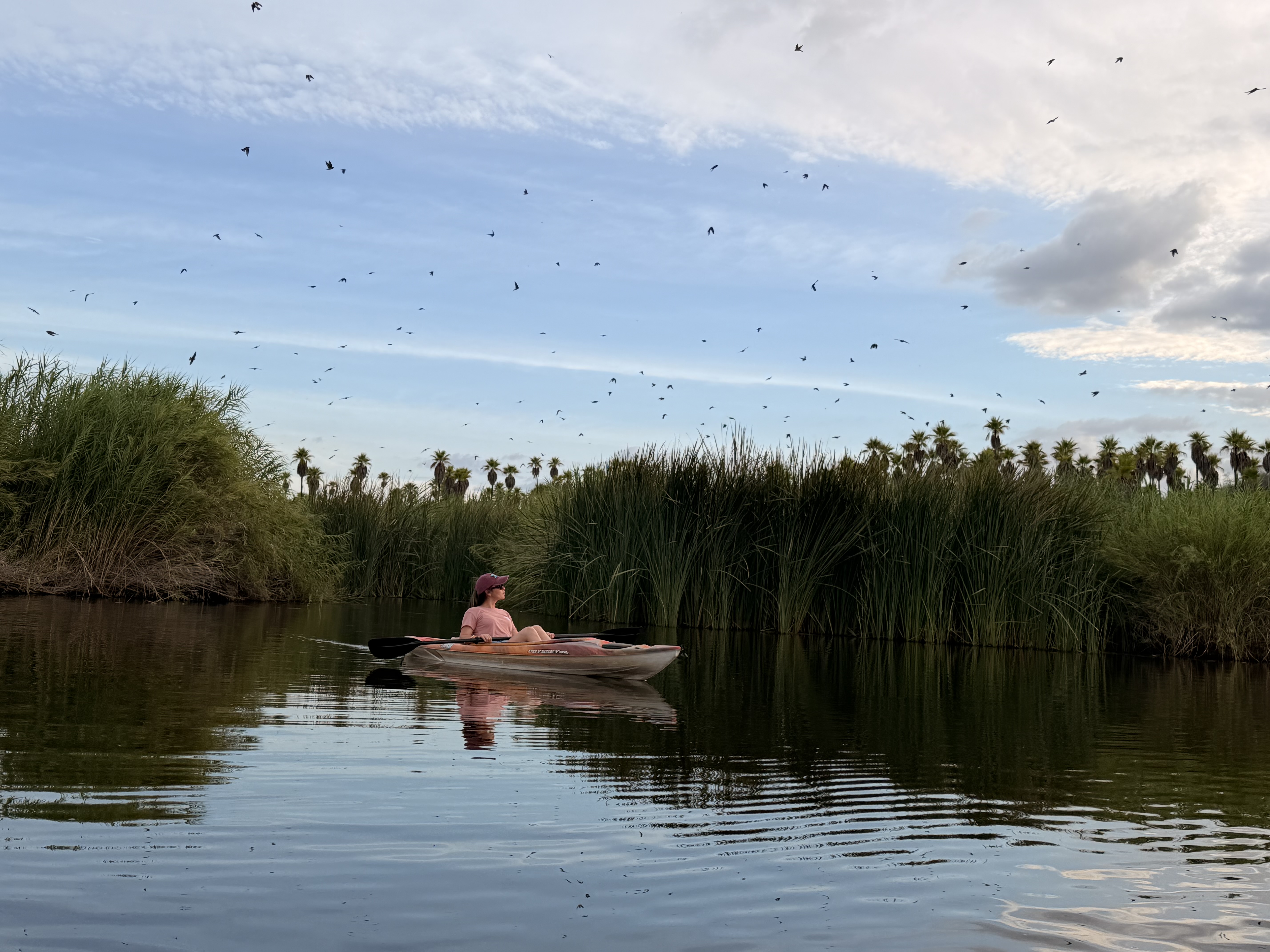 Kayaking through Santiago oasis with palm trees and birdlife