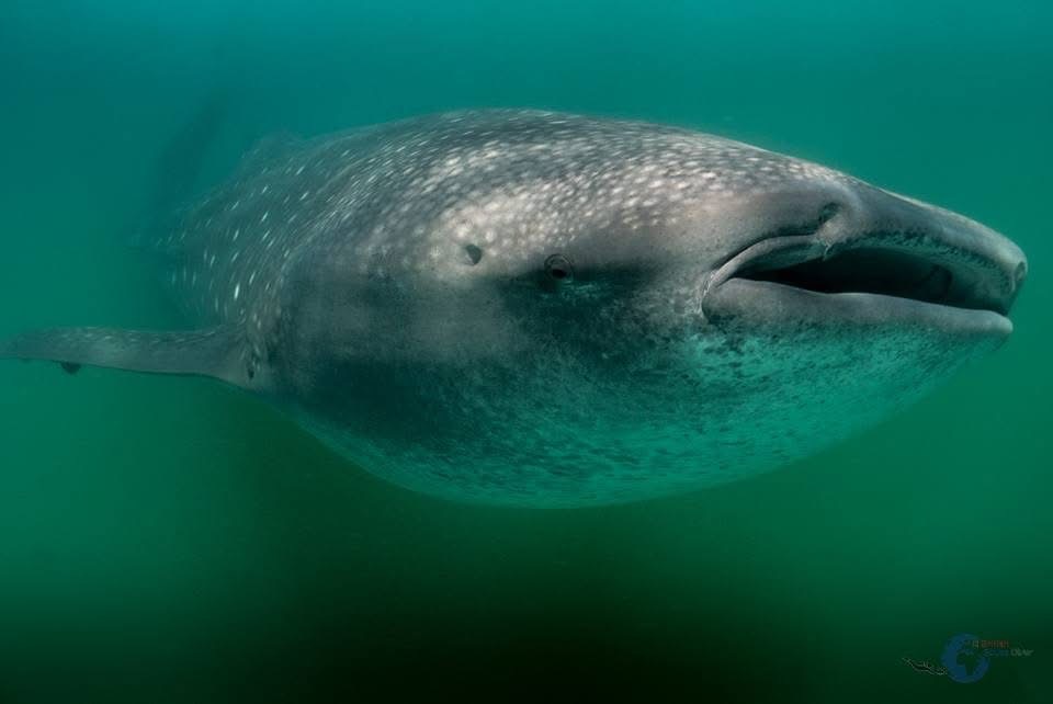 Whale Shark Snorkeling Experience