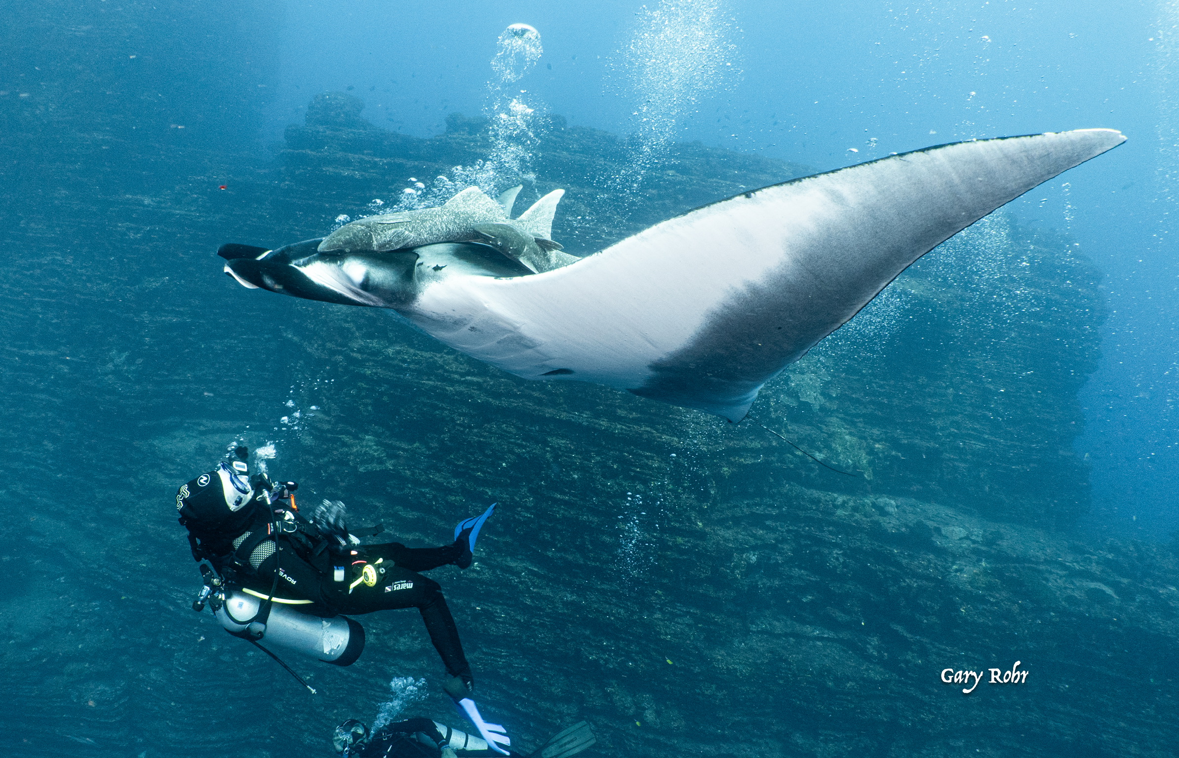 Revillagigedo Marine Life