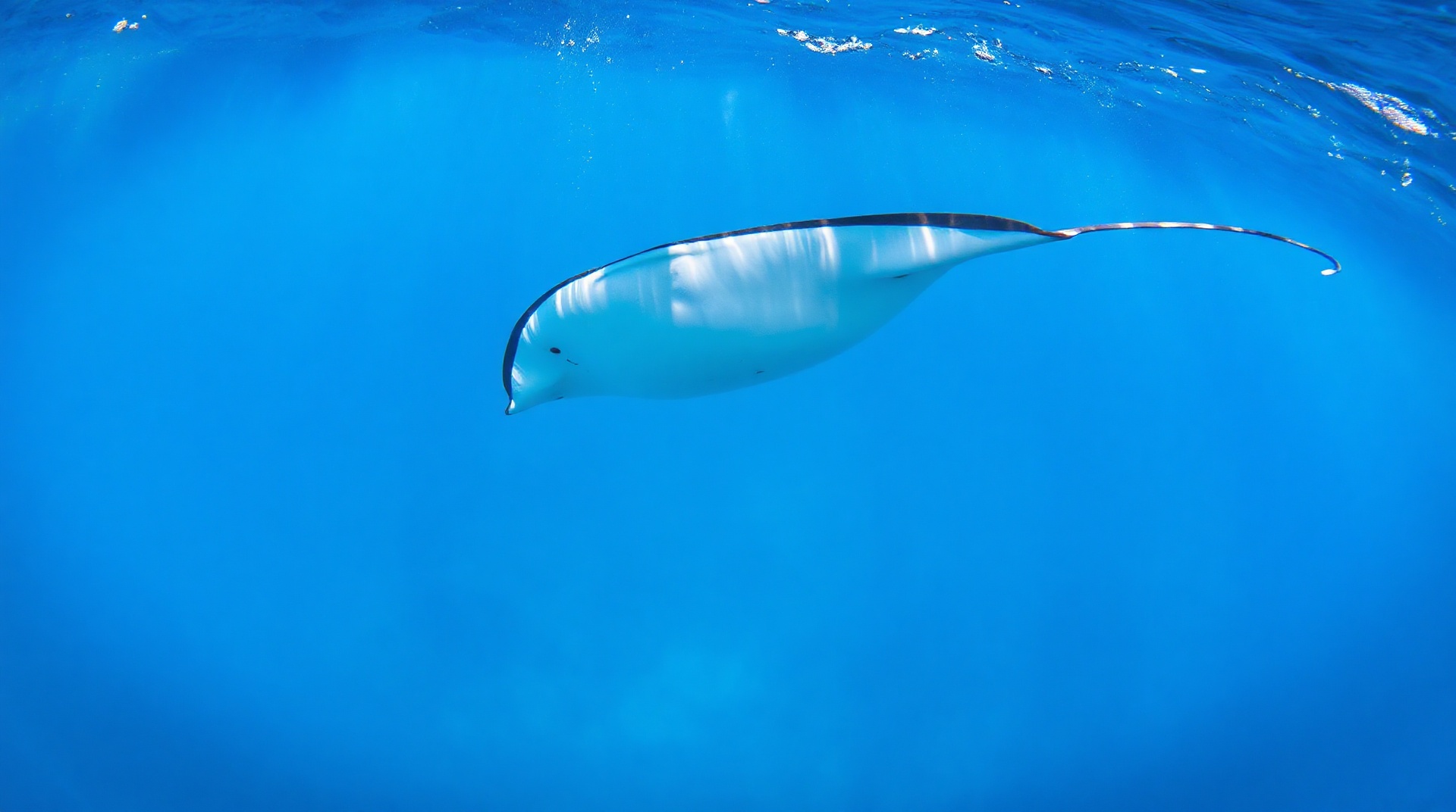 Mobula ray swimming gracefully through crystal clear blue Baja waters in pristine cinematic underwater environment