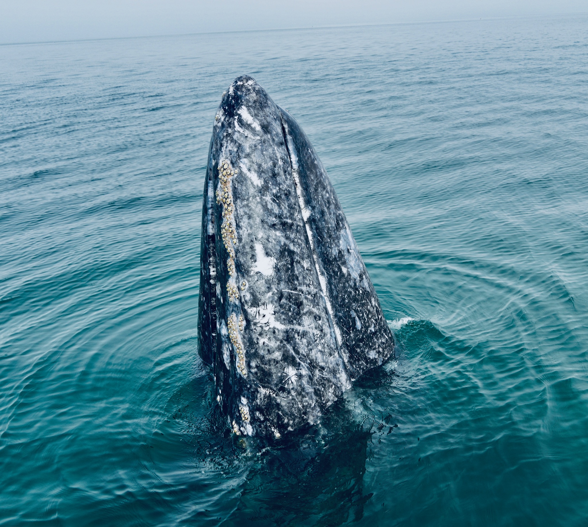 Magdalena Bay Wildlife - Gray Whale Mothers and Calves in Protected Lagoons