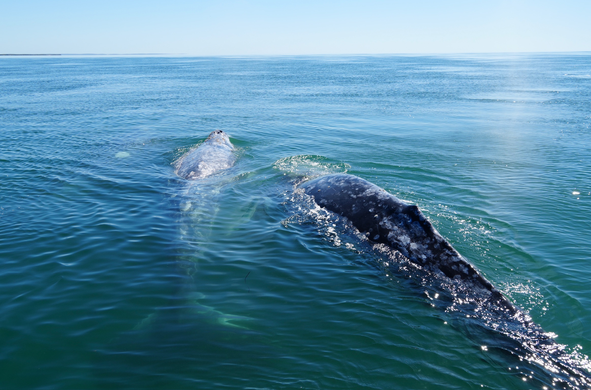 Gray Whale Mother and Calf in Magdalena Bay Lagoon