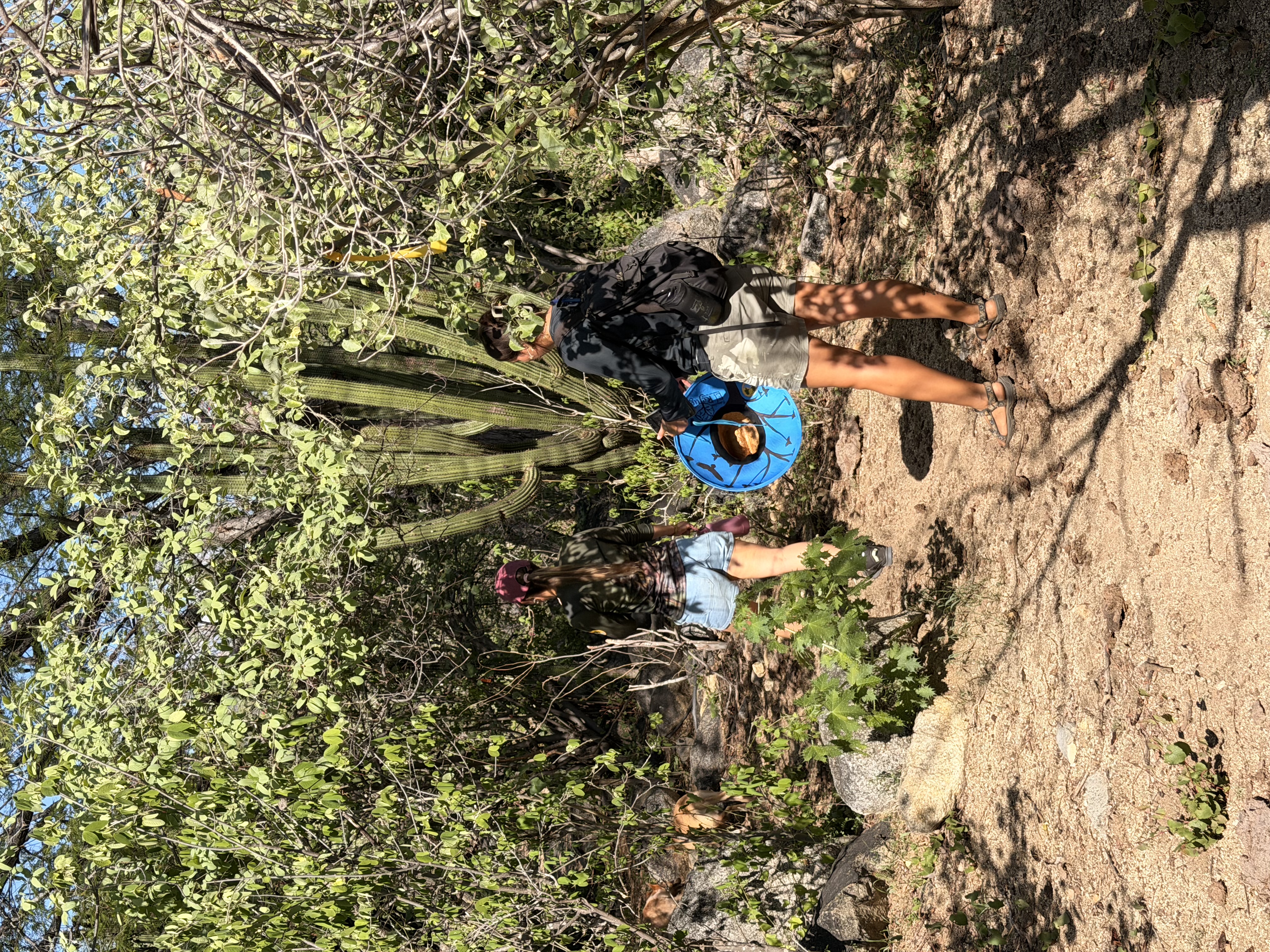 Hiking trail through Sierra de la Laguna with natural pools