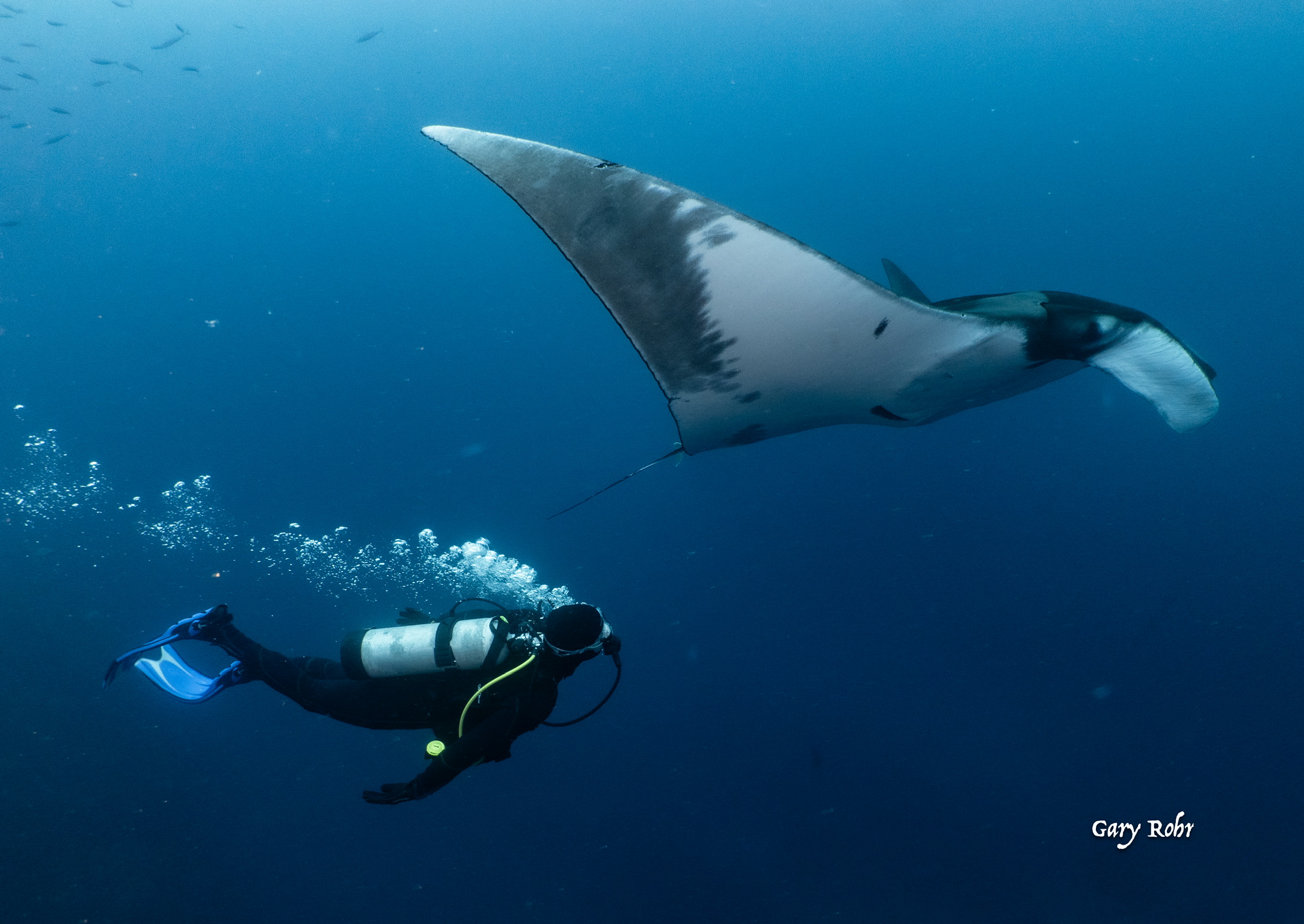 Revillagigedo Marine Life Encounters