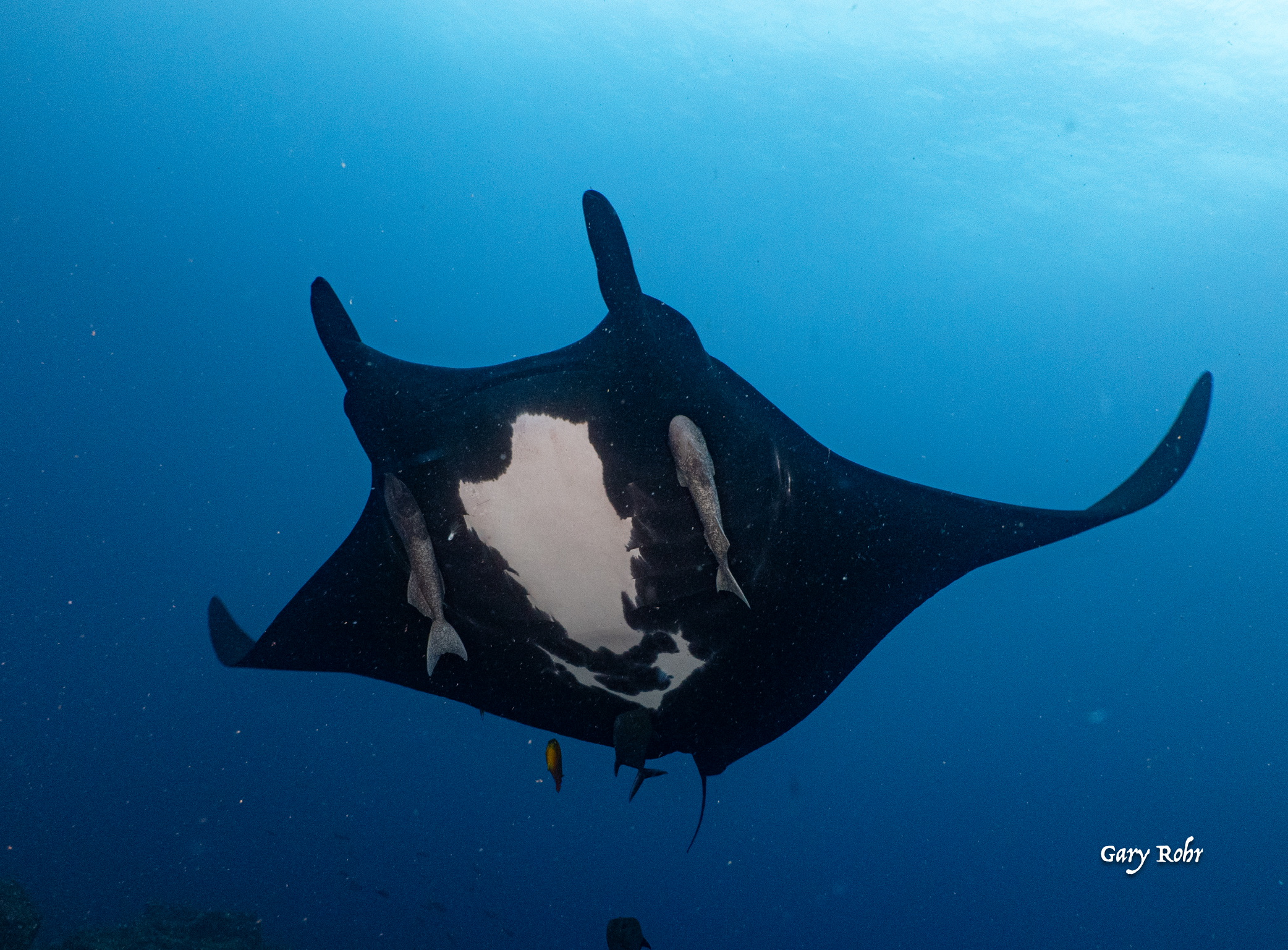 Mobula Ray Encounter – Slow Motion