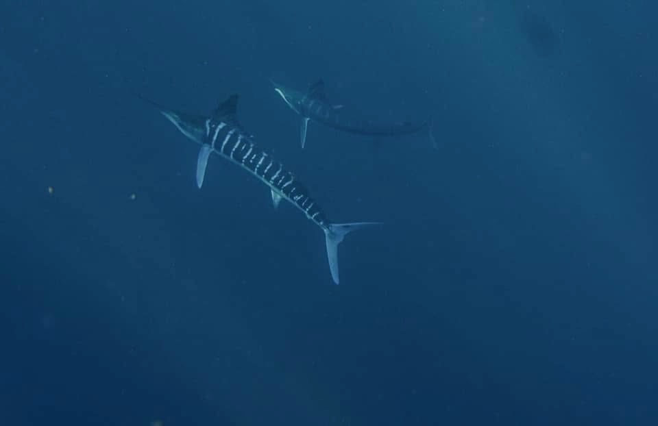 Full-day Sardine Run expedition