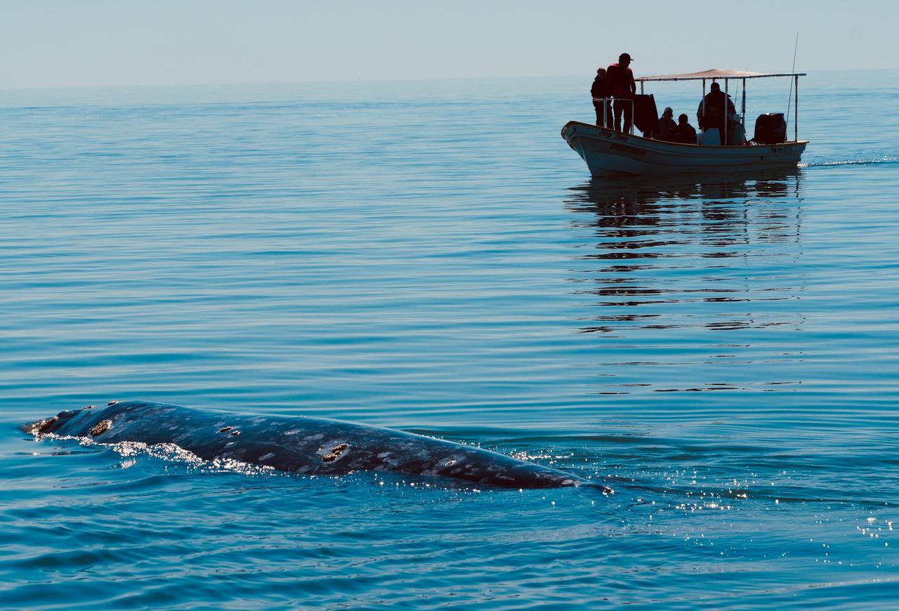 Underwater snorkeling in Baja with marine life and coral