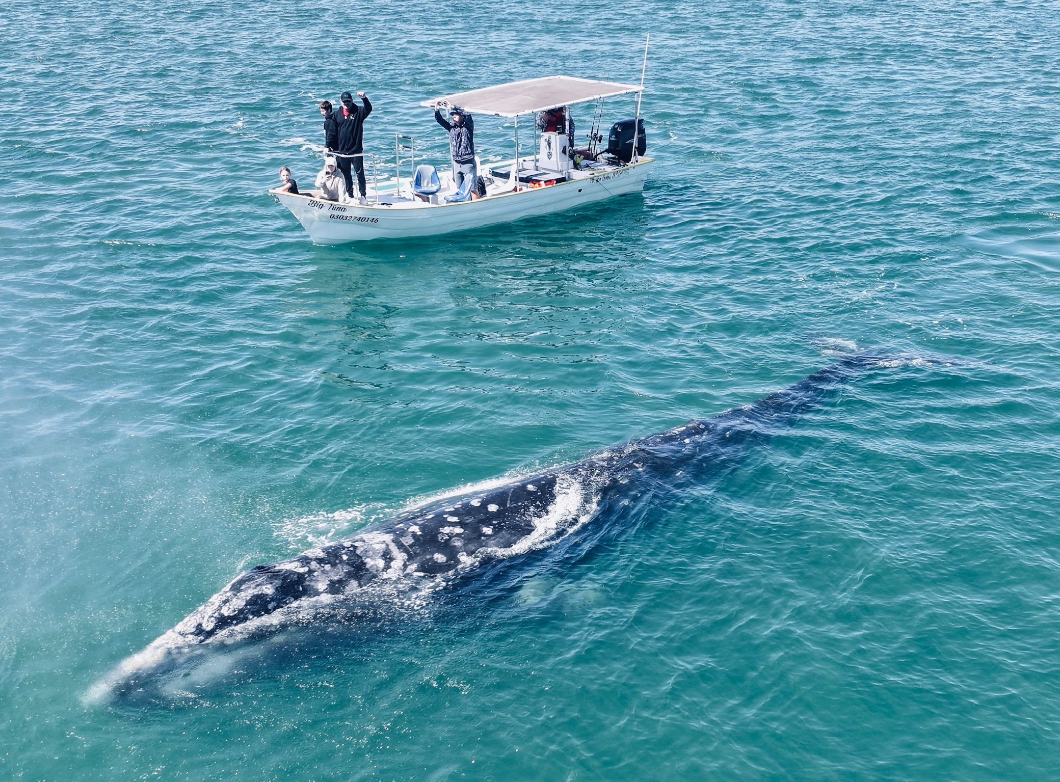 Full-day whale safari