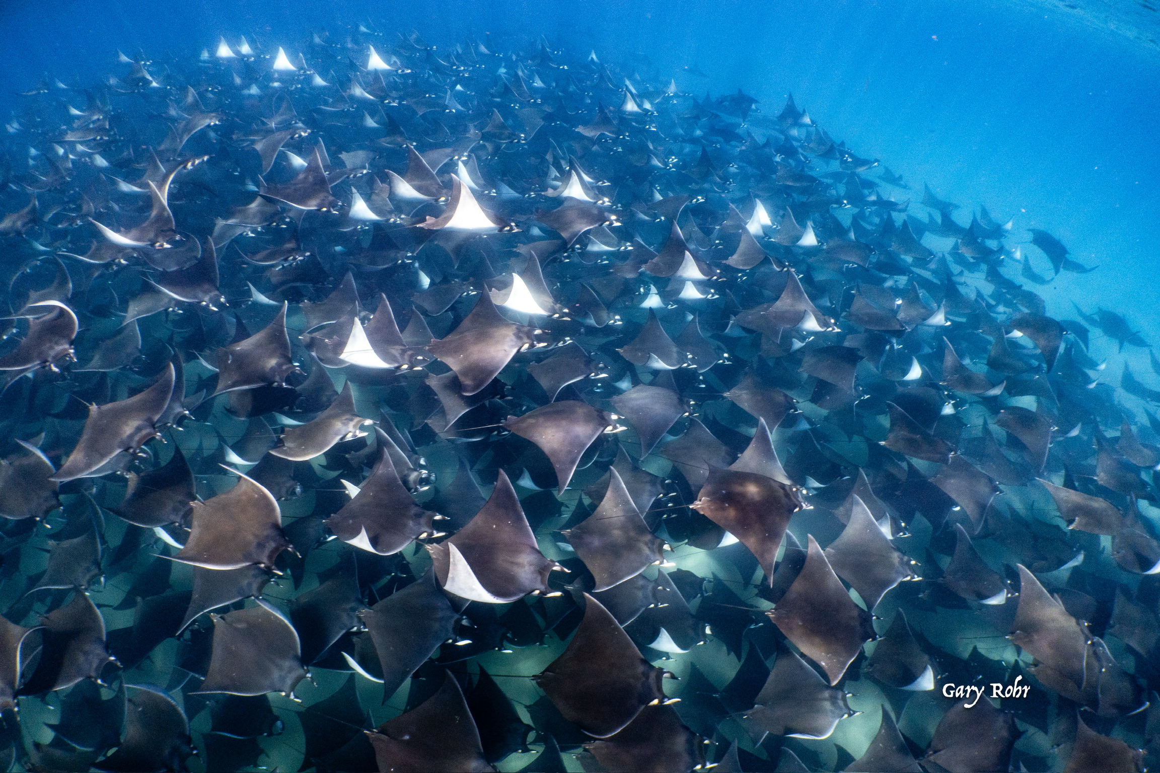 Mobula Ray Expedition