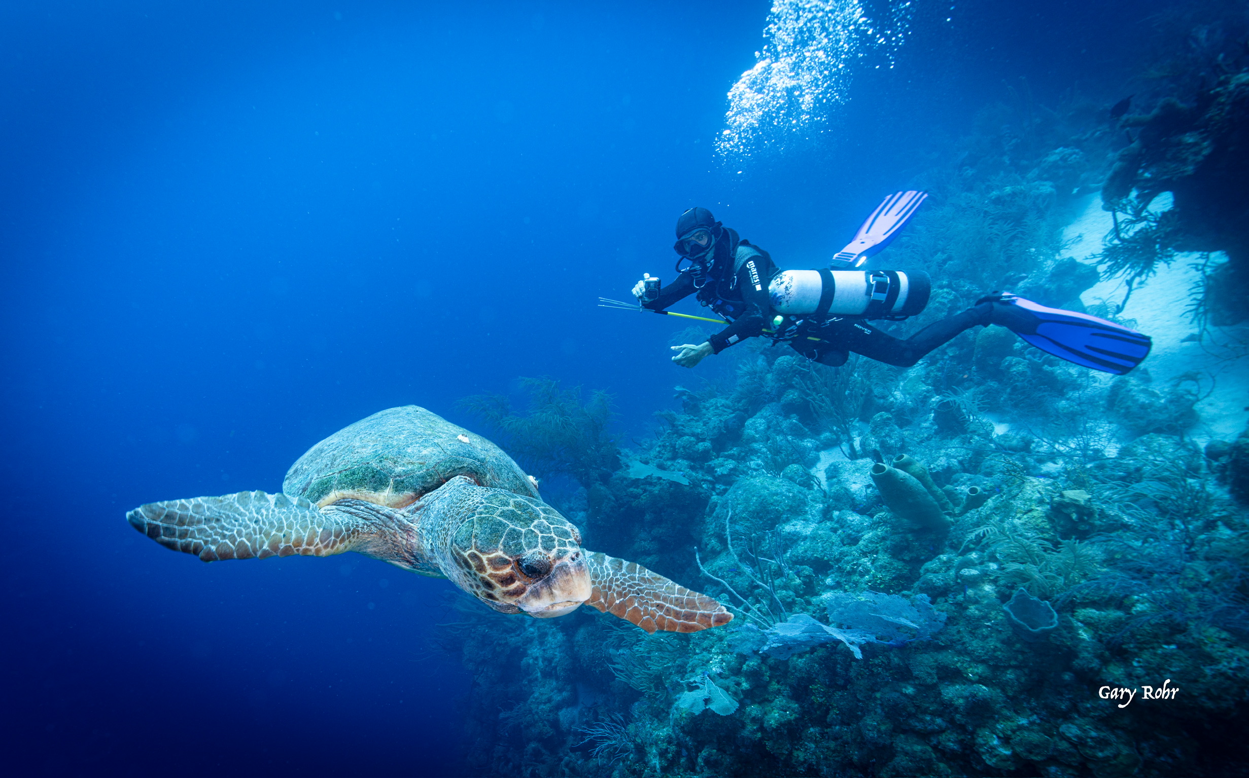 Diverse marine wildlife in Baja's pristine waters