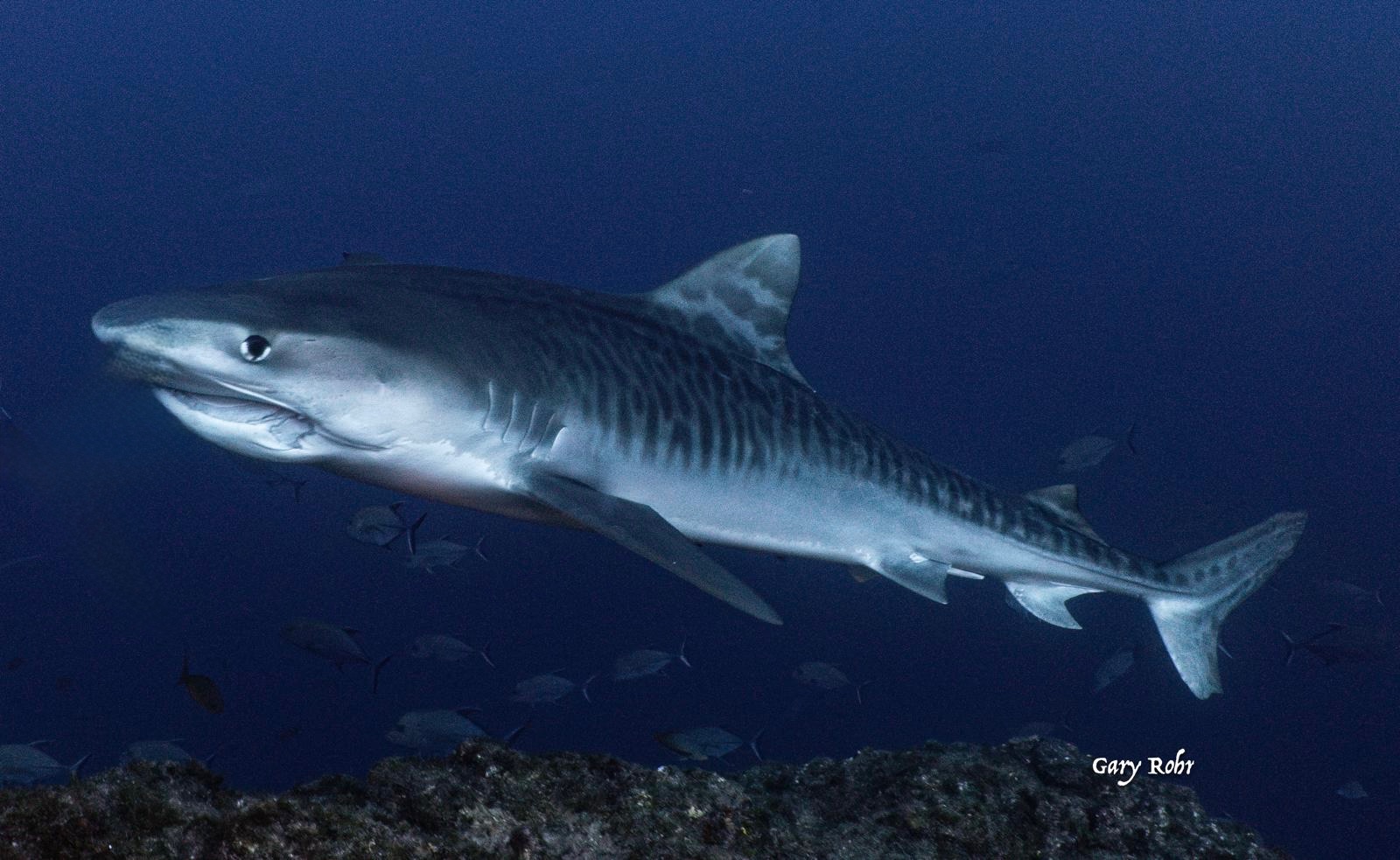 Marine conservation action in Baja's protected waters
