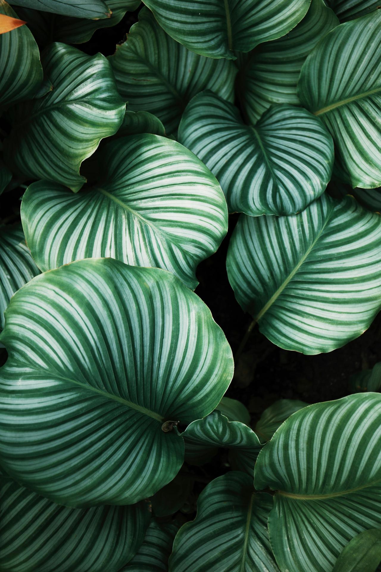 Discover the benefits of neem leaf