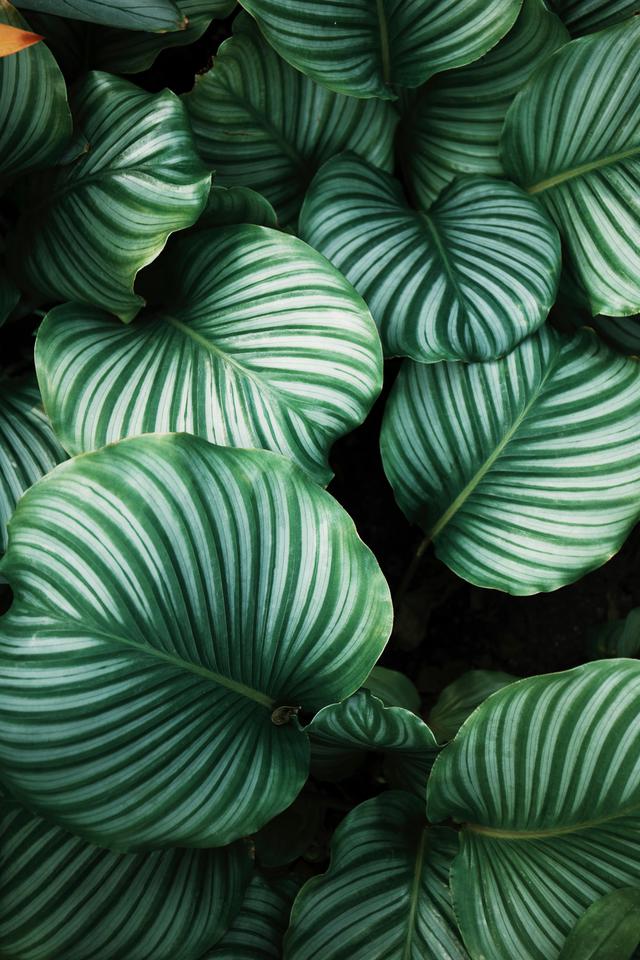 Discover the benefits of neem leaf