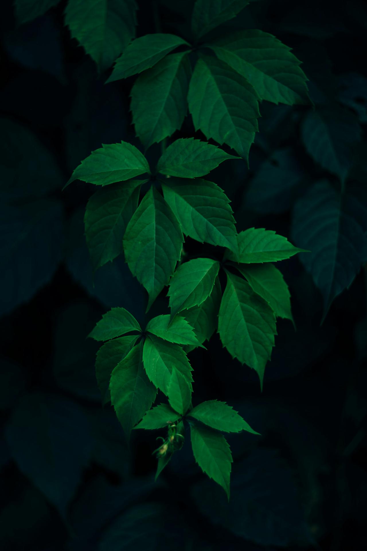 Neem leaf powder