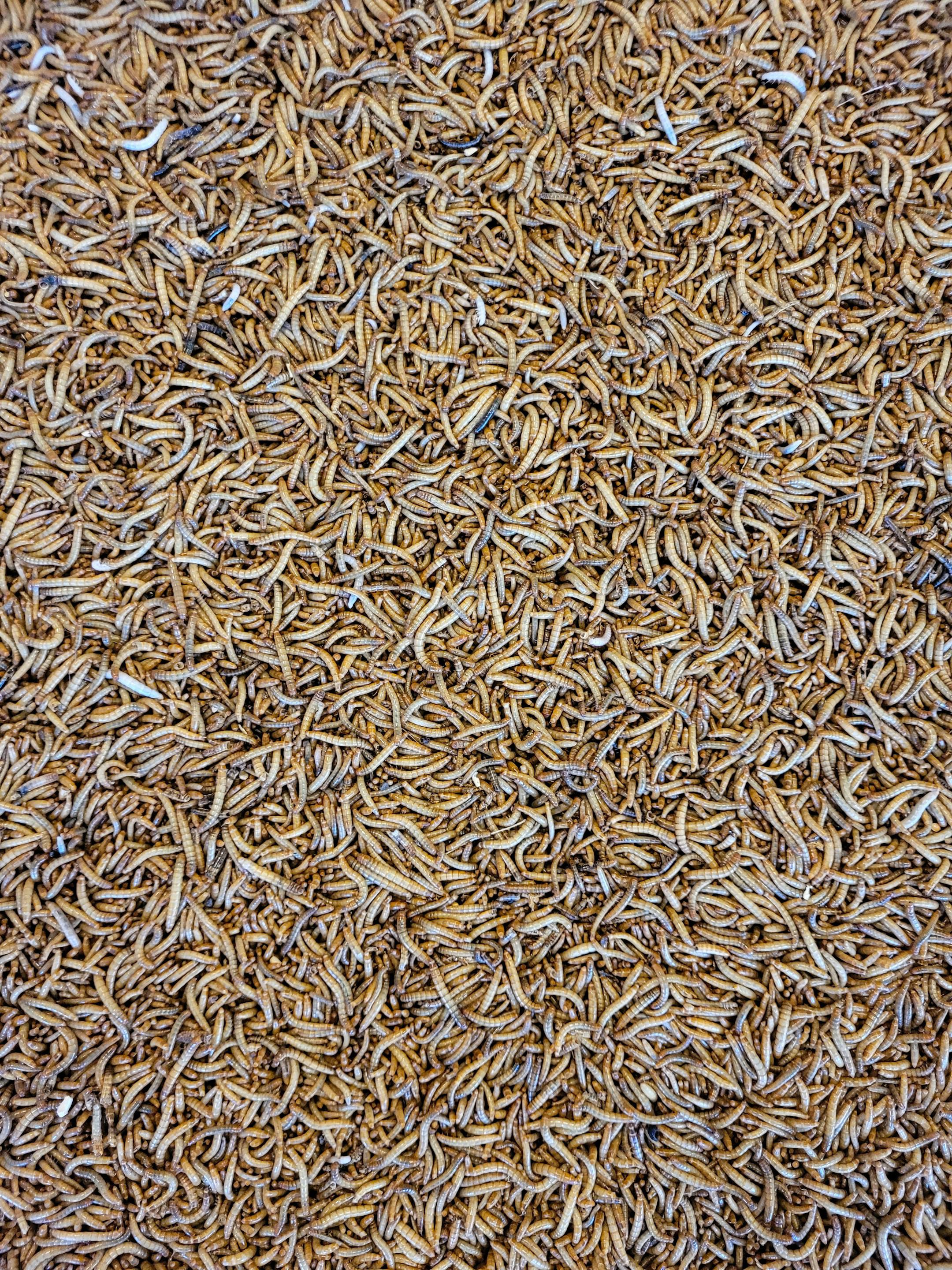 Top view of maggots in the Chatuchak animal market, Bangkok Thailand