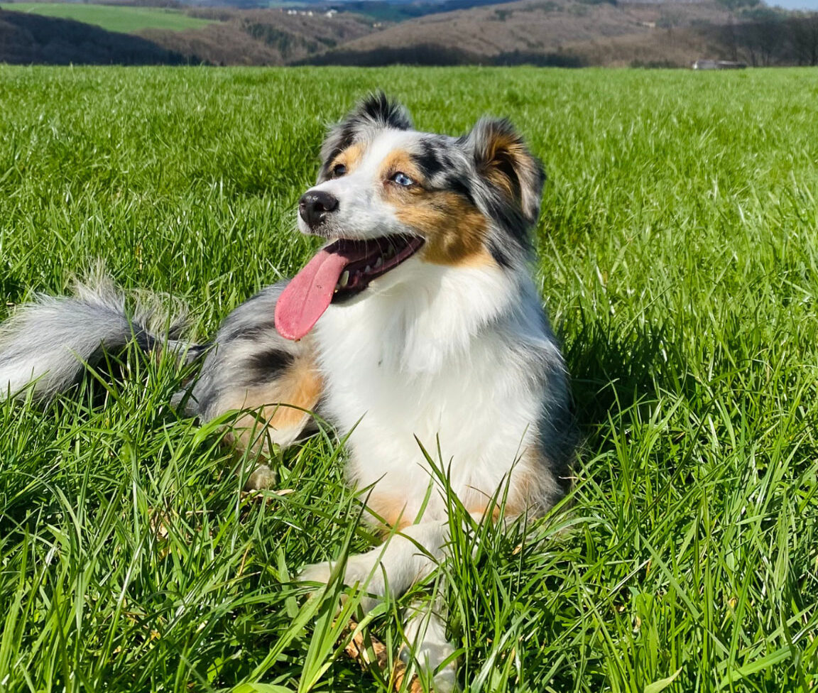 Dog enjoying countryside walks