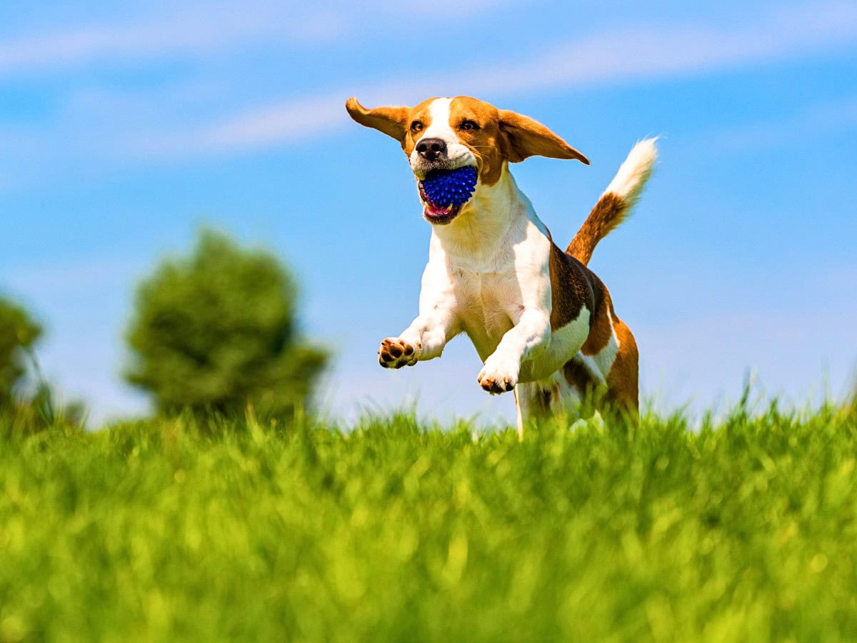 Happy dogs running in a sunny countryside field