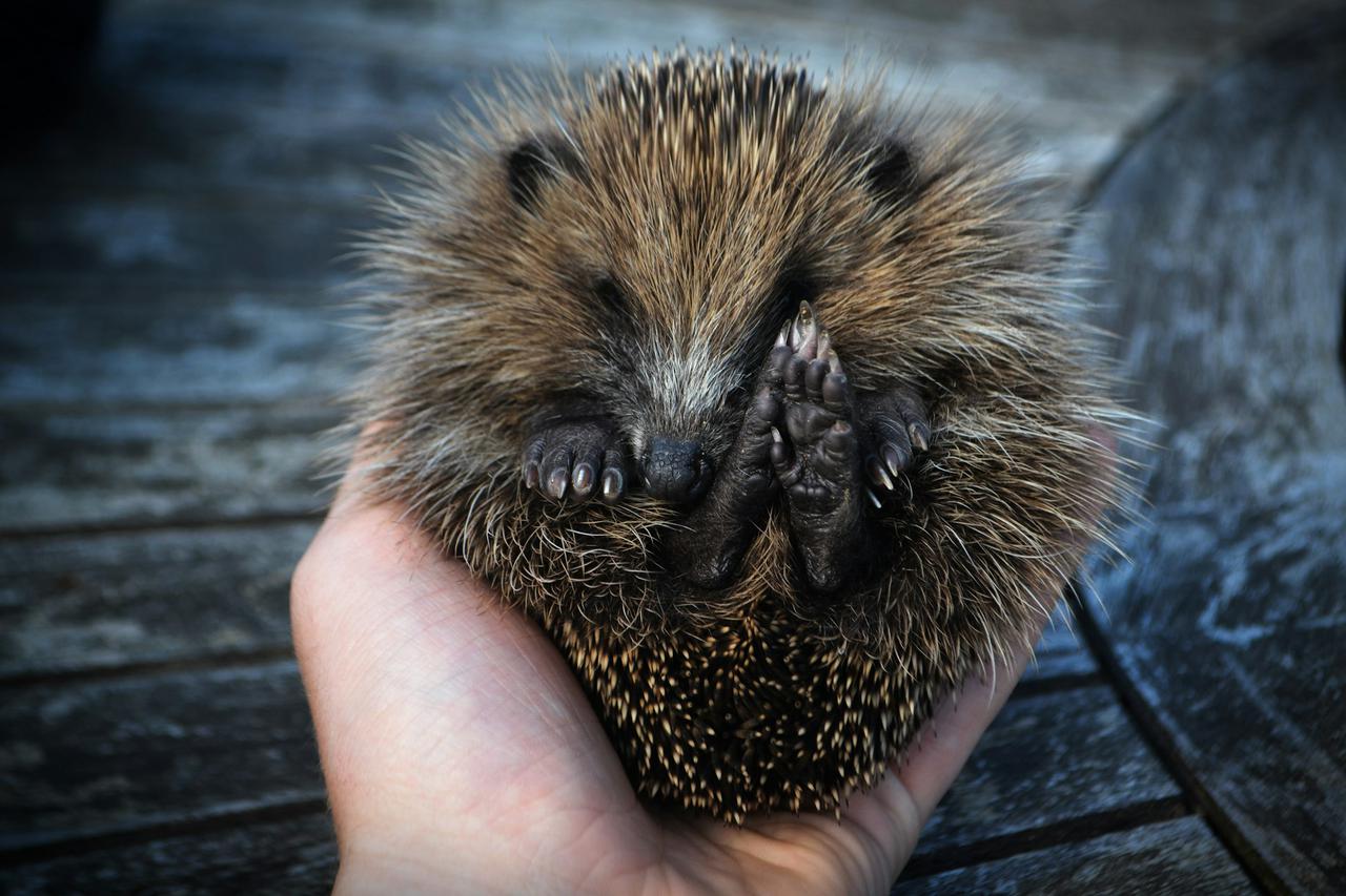 We found this little hedgehog in our garden and discovered that it was infected by multiple tic parasites. We then spent multiple hours nurturing it back to health with a tic remover and removing the parasites from its life, before releasing it back into the wild. Quite the poser!