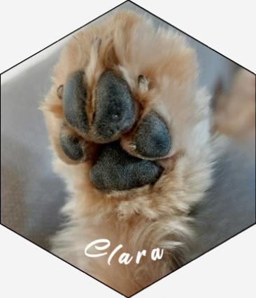 claras paw.jpg