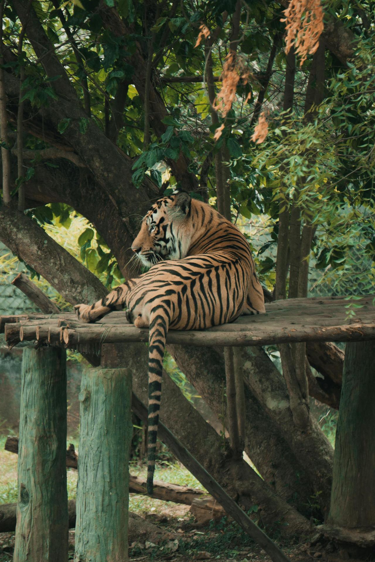 A Bengal tiger lounges in a natural forest setting, exuding a sense of wild elegance and majesty.