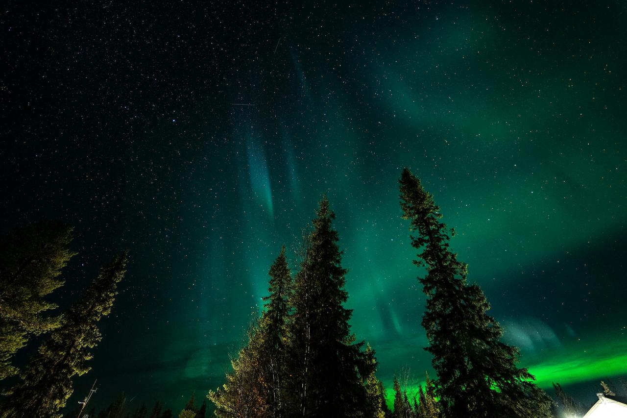 Stunning aurora borealis illuminating a starry night sky above tall pine trees.
