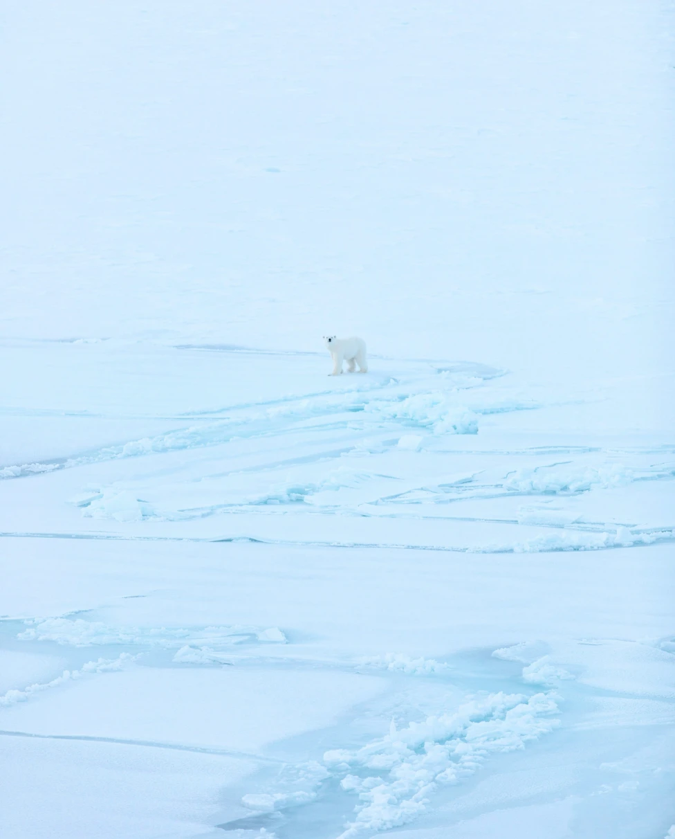 img1.webp