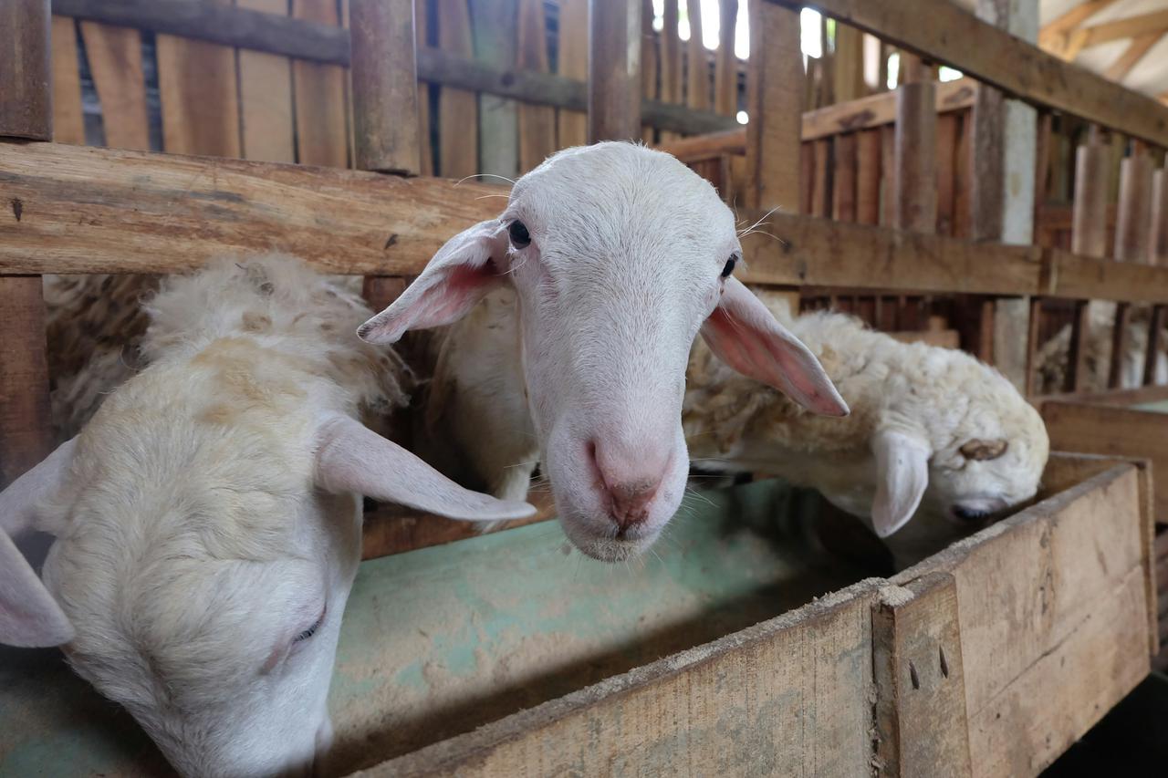 Kambing