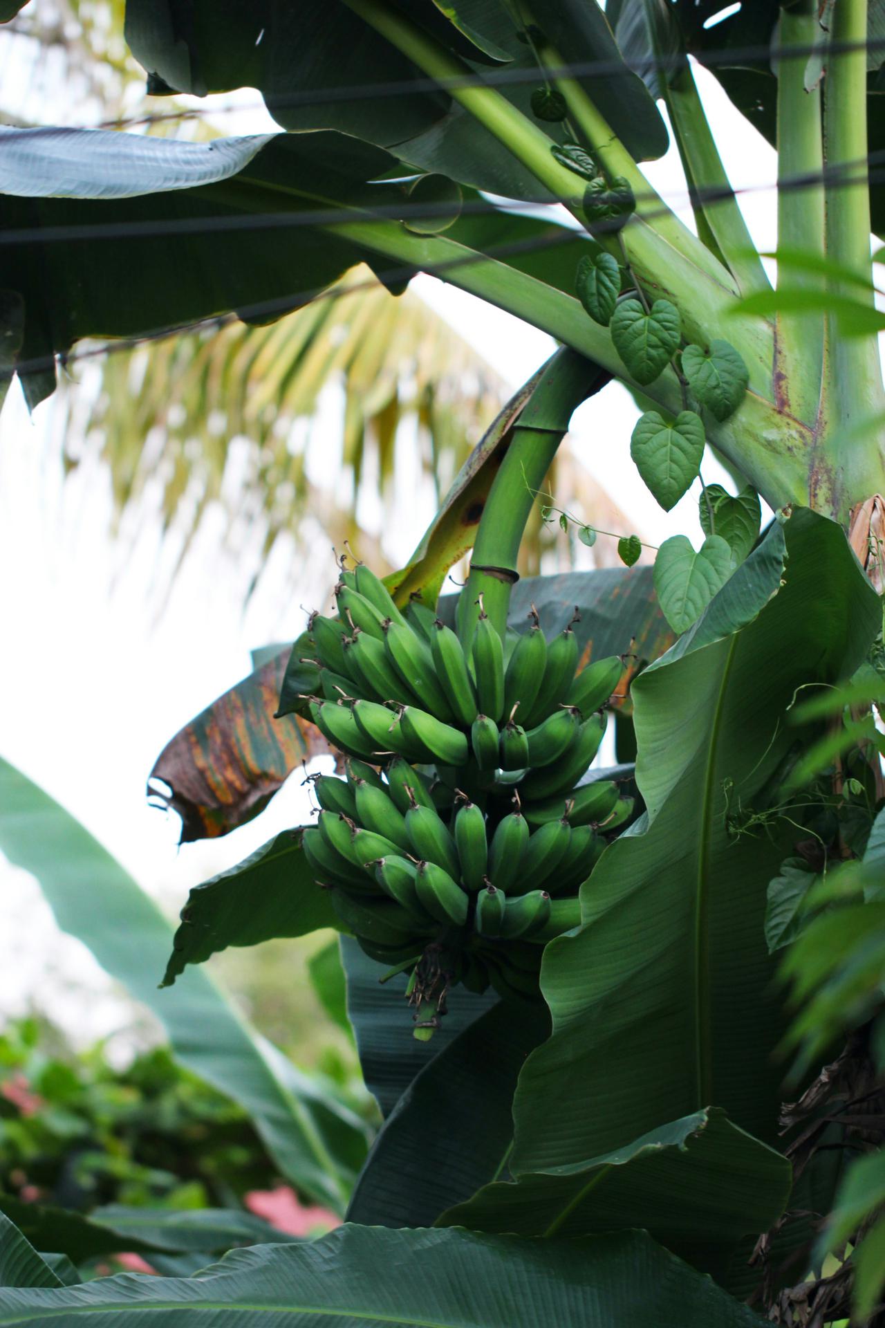 Buah Pisang