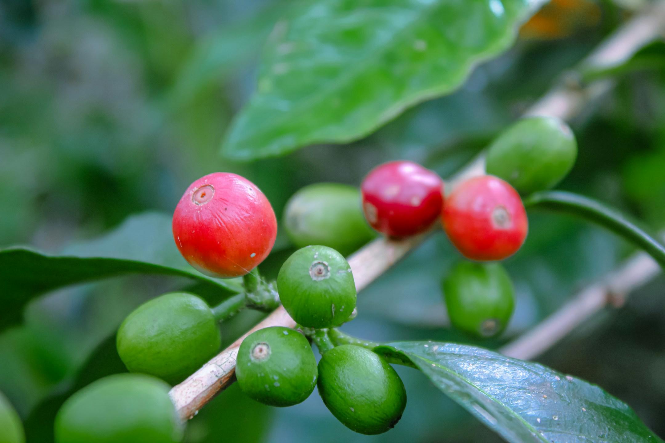 Kopi kabupaten puncak papua