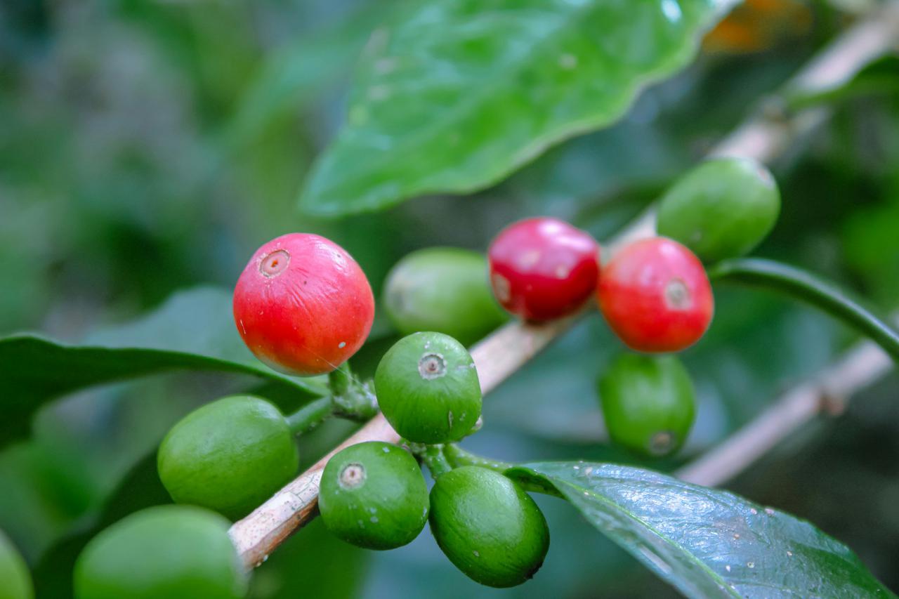 Kopi kabupaten puncak papua