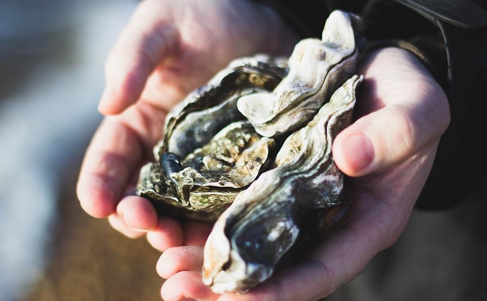 chesapeake-oyster-featured-image-3248629004.jpg