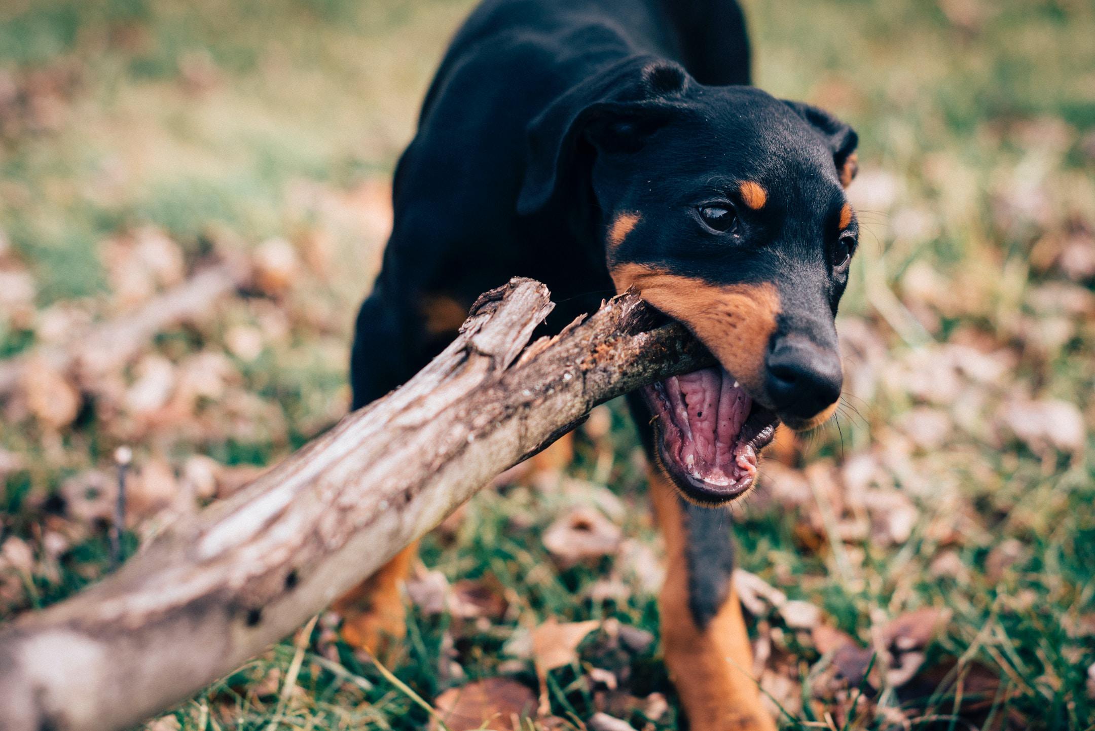 a dog biting on a tree branch